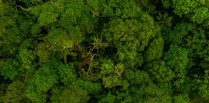 Floresta-Viva
